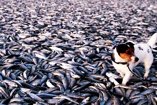 http://www.nowtheendbegins.com/blog/wp-content/uploads/20-tons-dead-fish-norwegian-beach-january-2-2012.jpg