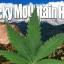 denver-colorado-becomes-pot-drug-capital-of-america-420-stoners-potheads-grass-marijuana-boulder-pikes-peak