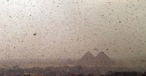 With Passover Approaching, a Plague of Locusts Descends Upon Egypt With Passover Approaching, a Plague of Locusts Descends Upon Egypt
