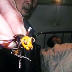 giant-chinese-killer-hornets-china-hu-feng-bible-book-revelation-9-locusts-victims