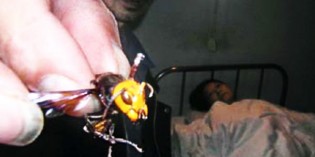 Giant Hornets Reminiscent Of The Locusts In Book Of Revelation Now Terrorizing China Giant Hornets Reminiscent Of The Locusts In Book Of Revelation Now Terrorizing China