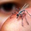 "Recent sightings have raised question over whether the government has secret miniature spy drones" - Veritas Photo credit: Veritas/Facebook