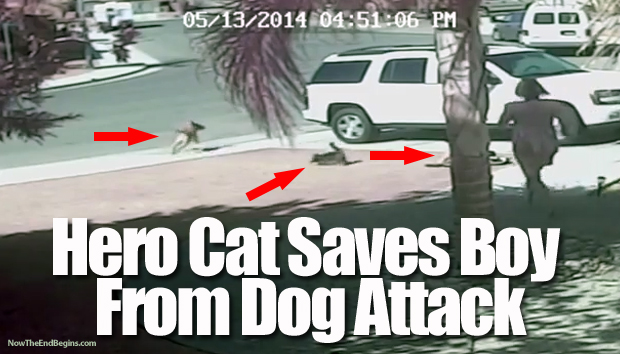 hero-family-cat-saves-boy-from-rabid-crazy-dog-attack