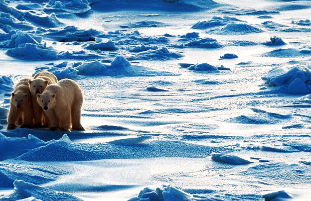polar-ice-cap-shelf-has-increased-43-percent-since--2012-al-gore-liar-climate-change-global-warming-hoax-polar-bears