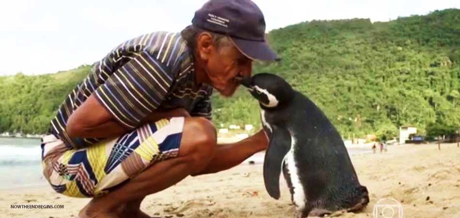 penguin-jinjin-swims-5000-miles-every-year-to-visit-man-who-saved-him-from-oil-slick-joao-pereira-de-souza-brazil-nteb