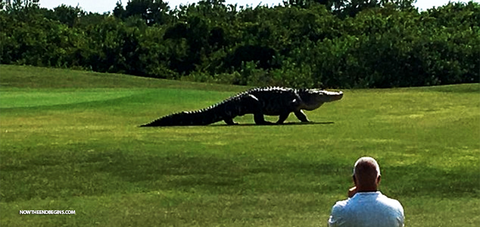 dinosaur-sized-alligator-see-on-florida-golf-course-jurassic-park-nteb