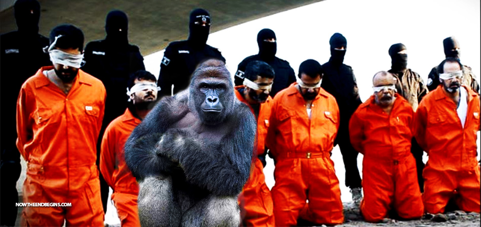 liberal-media-covered-harambe-gorilla-six-times-more-than-isis-killing-christians-nteb