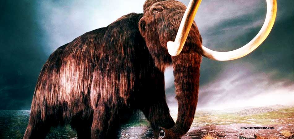 scientists-reviving-long-extinct-woolly-mammoth-hybrid