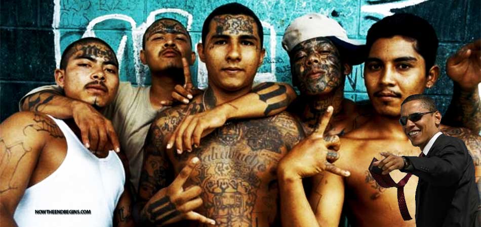 obama-knowingly-allowed-ms-13-gang-members-into-united-states-illegal-immigrants