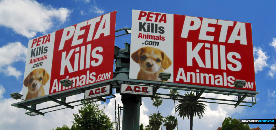 peta-fined-50-thousand-dollars-after-killing-little-girls-dog-maya-chihuahua-nteb