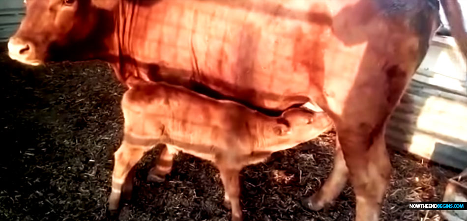 red-heifer-temple-institute-jerusalem-israel-august-2018