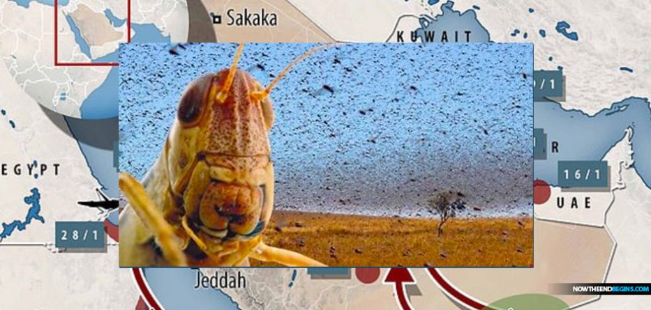 united-nations-warns-locust-outbreak-red-sea-egypt-saudi-arabia-2019-biblical-plague-locusts