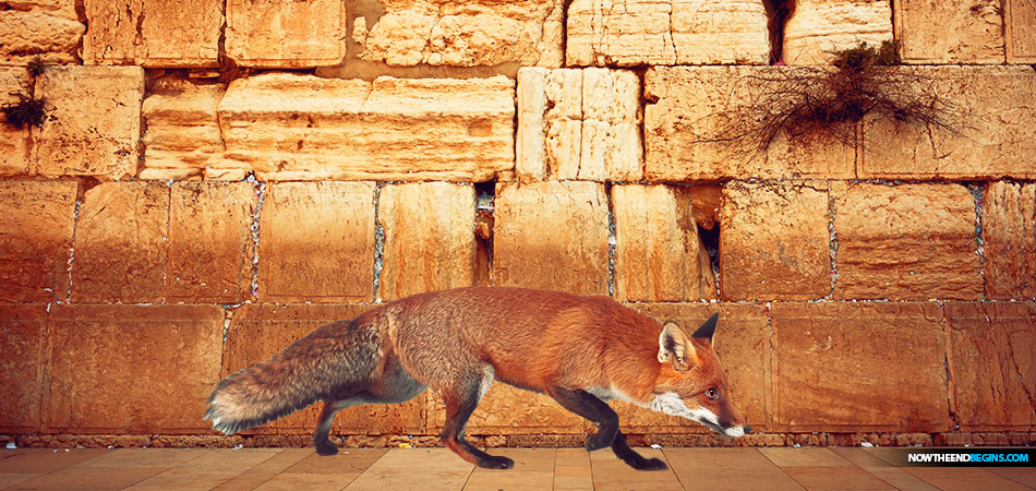 FOXES SEEN WALKING NEAR THE WESTERN WALL, FULFILLING BIBLICAL PROMISE
