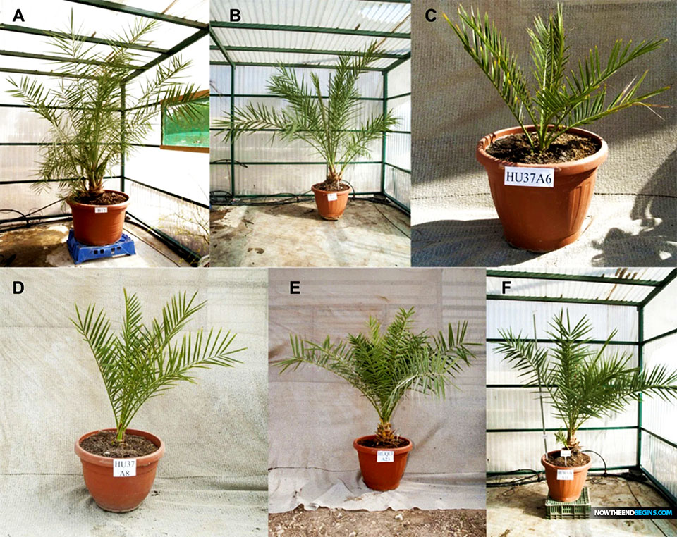 Scientists Grow Date Palm Trees From 2,000-Year-Old Seeds