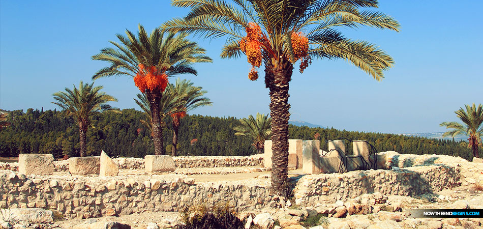 Five of the six date palm seeds that ultimately sprouted came from either Masada, the site of a famous siege in 74 AD that is said to have ended with the mass suicide of Masada’s defenders, or the Qumran Caves, best known as the site of the Dead Sea Scrolls.