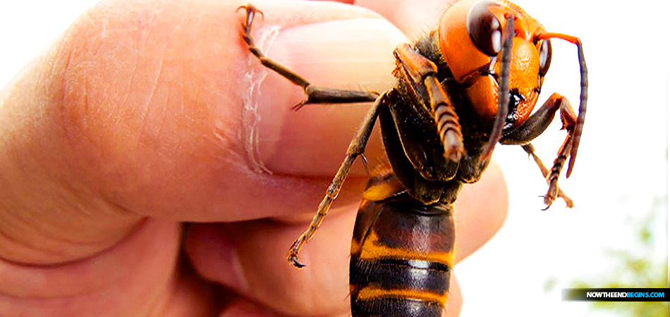 Giant Asian hornets that have begun to invade the coronavirus-stricken U.S. may cost the economy millions of dollars a year.