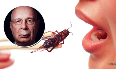 european-union-approves-two-more-insect-species-for-human-food-consumption-klaus-schwab-great-reset