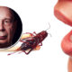 european-union-approves-two-more-insect-species-for-human-food-consumption-klaus-schwab-great-reset
