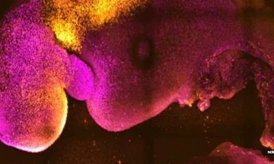 scientists-create-synthetic-embryos-without-sperm-or-egg-paving-way-for-soulless-non-human-entities