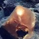 scientists-discover-mysterious-glowing-orb-on-seafloor-alaska-space-aliens-ufos-egg-noaa-national-oceanic-Atmospheric-Administration