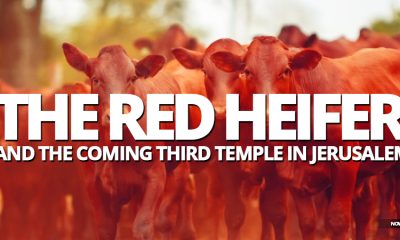 israel-coming-third-temple-red-heifer-israel-jews-law-of-moses-tribulation