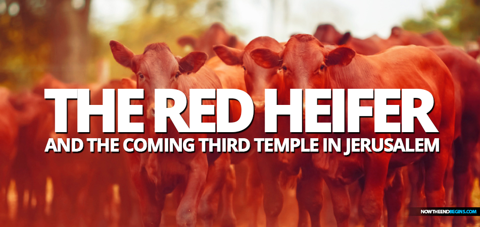 israel-coming-third-temple-red-heifer-israel-jews-law-of-moses-tribulation