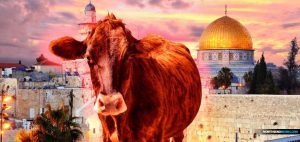 red-heifer-sacrifice-israel-passover-2024-temple-mount
