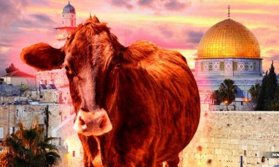 red-heifer-sacrifice-israel-passover-2024-temple-mount
