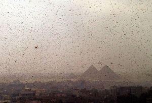 as-passover-2013-approaches-egypt-hit-by-plague-of-locusts