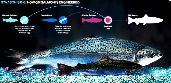 gm-salmon-genetically-modified-frankenfood